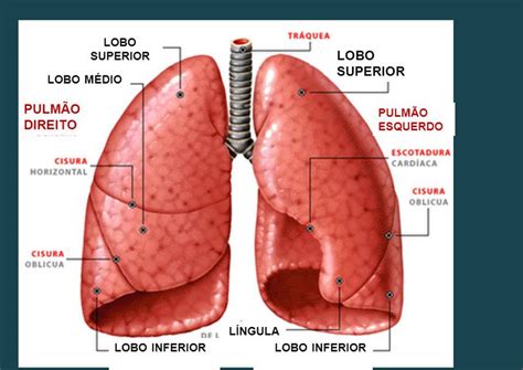 onde fica localizado os pulmões